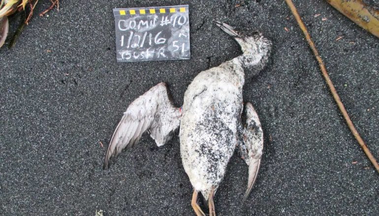 dead bird on black surface with sign saying "comn #10 1/2/16 [unreadable]"