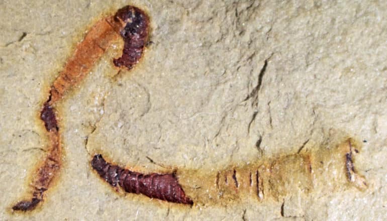 The fossil looks like a worm trapped in rock, long and tube-like