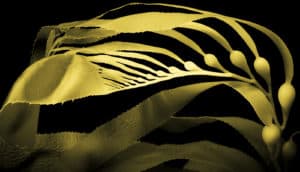 green "leaves" and nodes of giant kelp