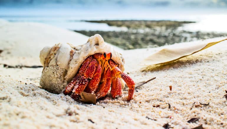 An orange hermit crab in a shell sits on a beach with the ocean in the background