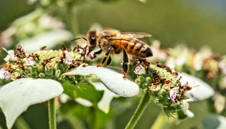 A honey bee stands on a yellow/green flower