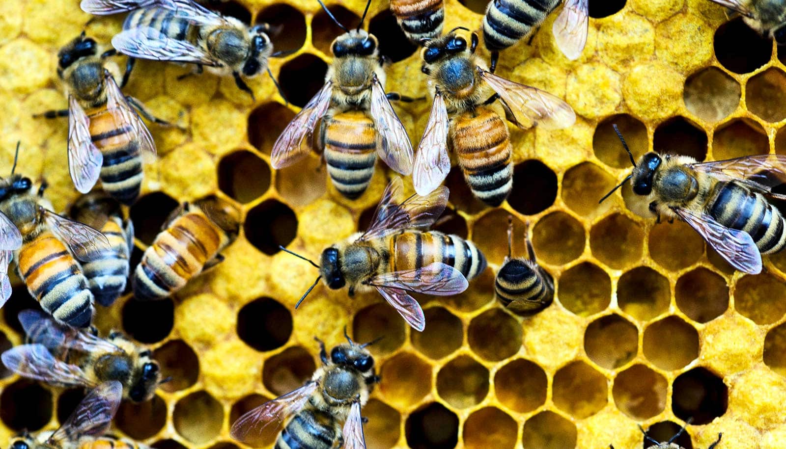 https://www.futurity.org/wp/wp-content/uploads/2020/01/honey_bees_microbiomes_varroa_mites_1600.jpg