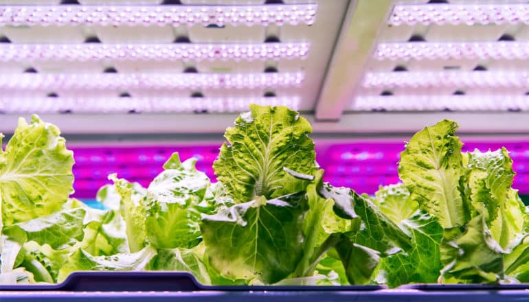 Some lettuce plants sit in a greenhouse under pink lights