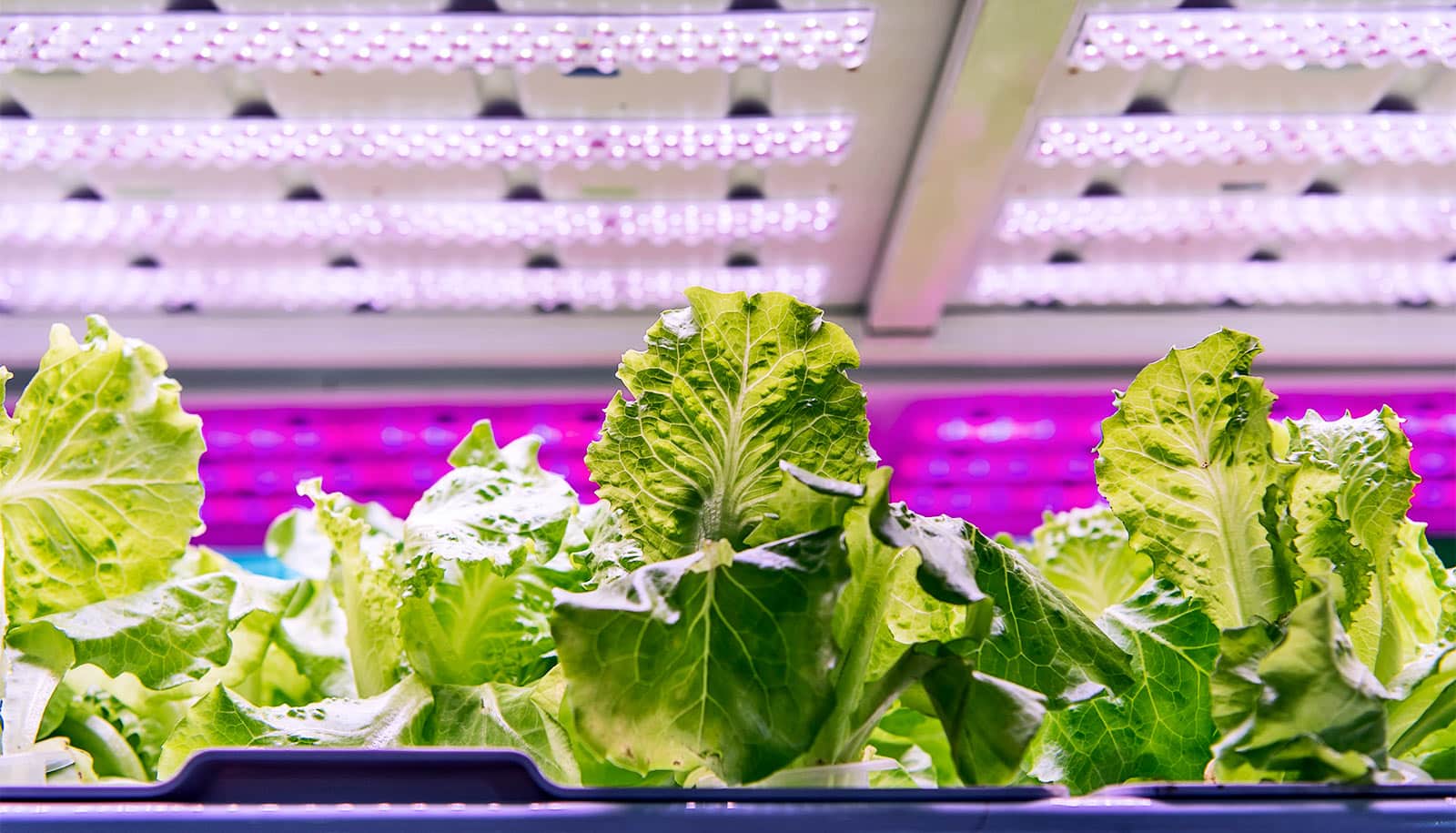 Standards would boost efficiency of LED lighting in greenhouses Futurity