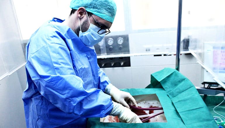 A researcher in blue scrubs, white gloves, a face mask, and green hair net places a liver in the perfusion machine