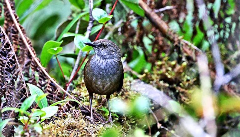 The brown and gray Taliabu Grasshopper-Warbler sits on mound of leaves and dirt in a forest