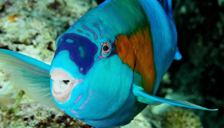 A parrotfish swims near the sea floor