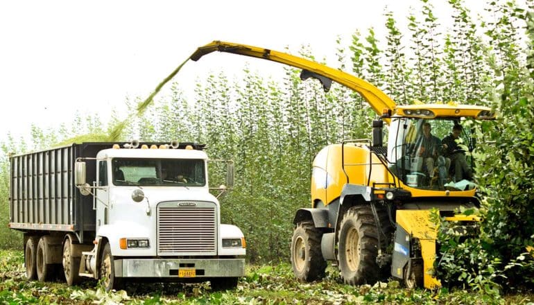 dump truck and harvester by row of poplar trees
