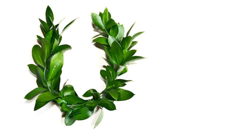 A laurel wreath sits on a white background