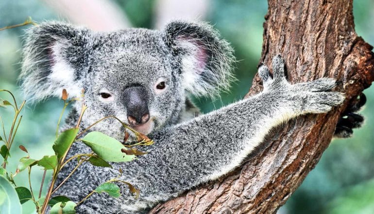 A koala looks at the camera while hanging onto the trunk of a tree, with green foliage in the background