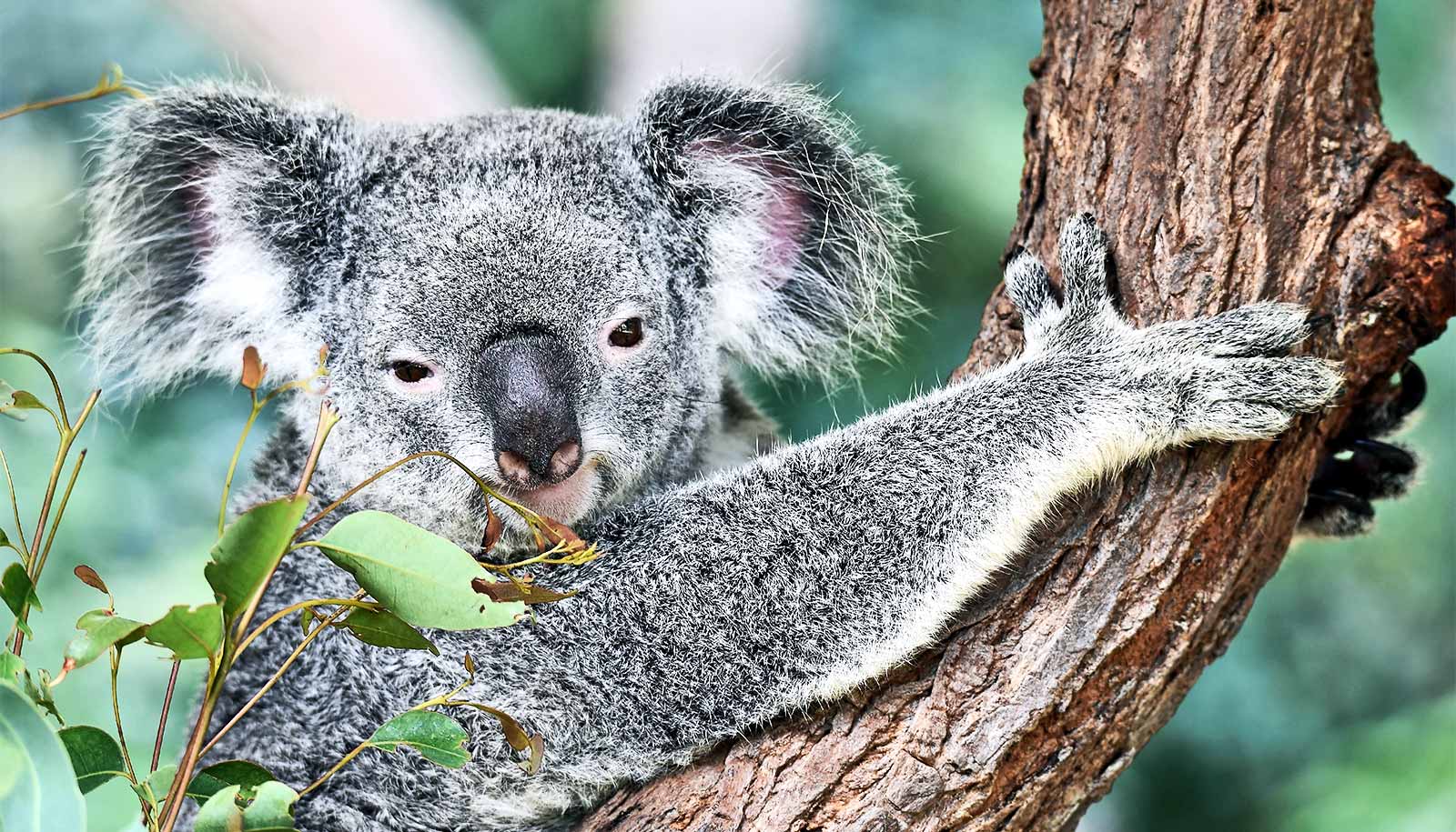 Focus on 'umbrella' species could save more Aussie animals