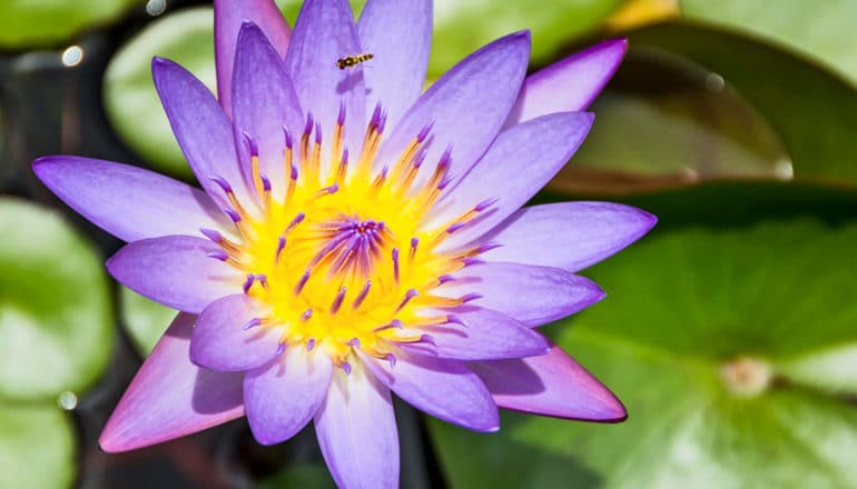 purple flower with yellow center above leaves