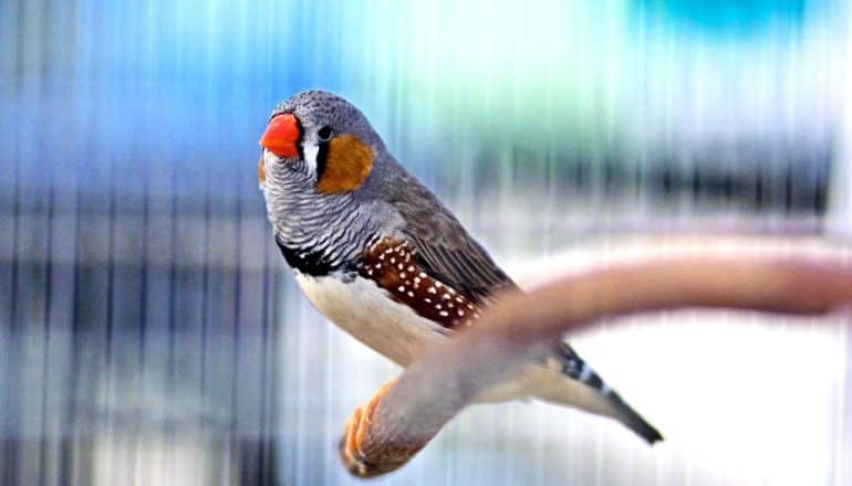 A zebra finch perches on a stick in a cage