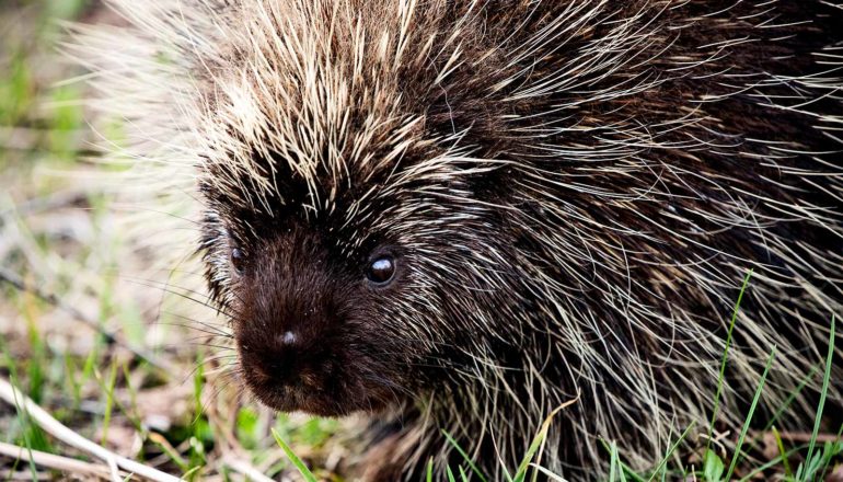 A porcupine looks at the camera, with its quills sticking up