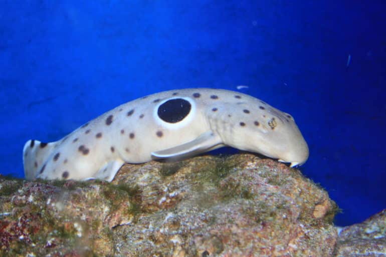 gray spotted shark with its belly on rock