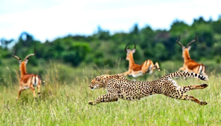 A cheetah closes in on three gazelle