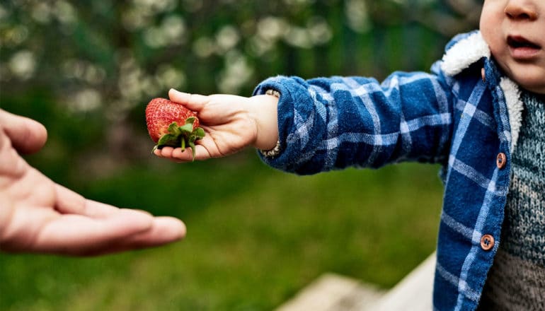 A toddler wearing a blue and white winter coat hands a strawberry to an adult who's off camera, with leaves and grass in the background