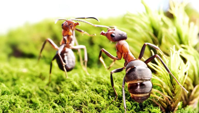 Two reddish brown ants face off against each other, rising up on their hind legs, on what looks like green moss