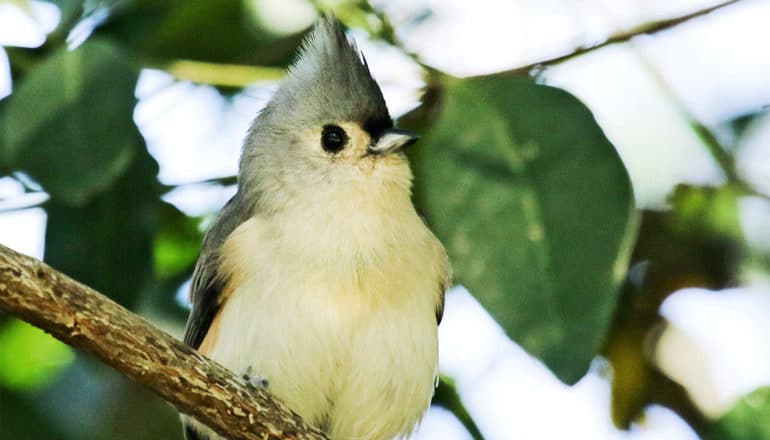 The bird has a white and yellow belly and face, with a gray tuft sticking straight up from its head. It's standing on a branch with leaves and the sky in the background