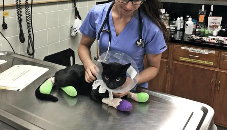 Valerie Fates scratches a black cat while wearing blue scrubs. The cat has a cone around its head and green and purple bandages on its feet as it sits on a metal table