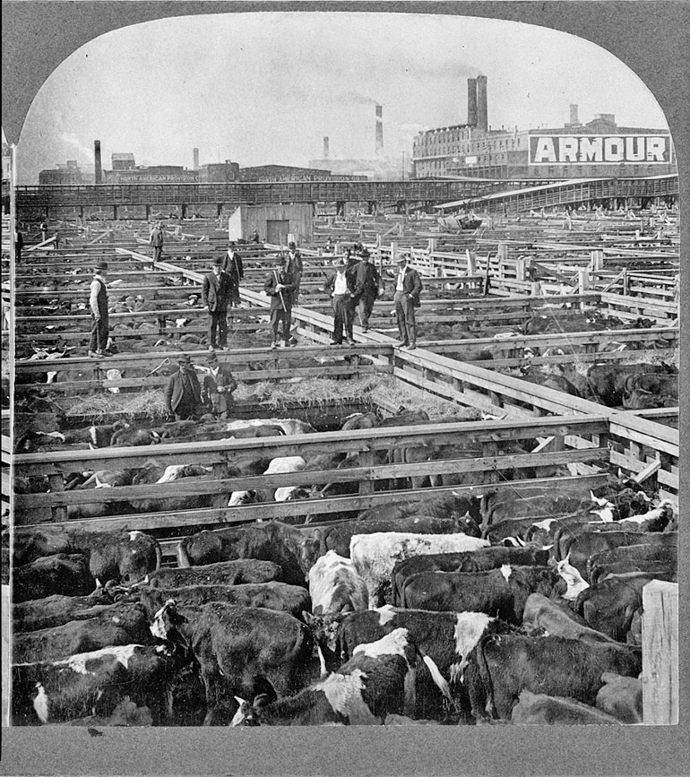 men stands on fence among many pens of cattle. Factory in background