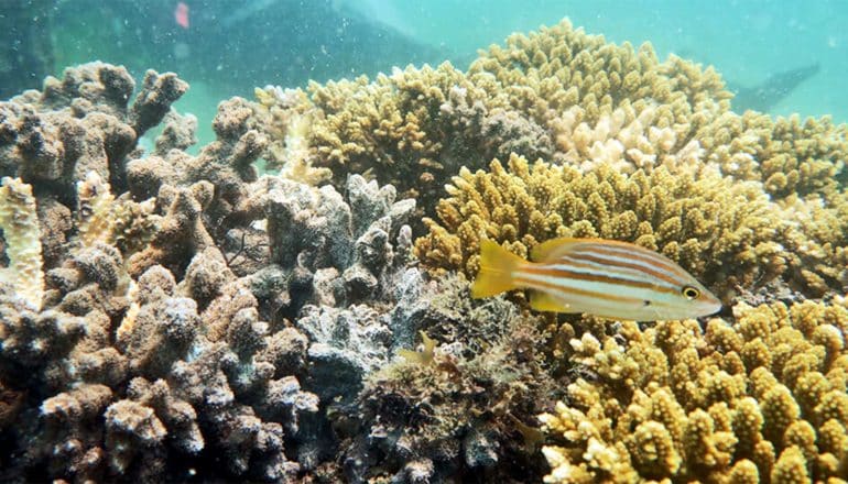 A fish swims past some corals