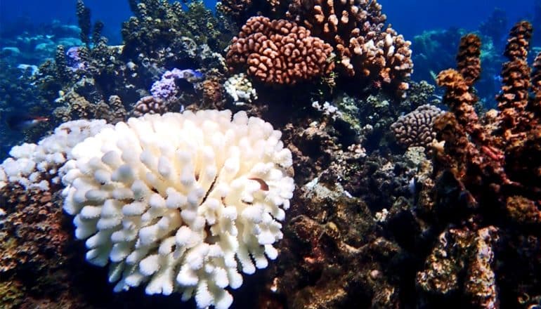 A bleached-white coral sits against others that deep red and brown underwater