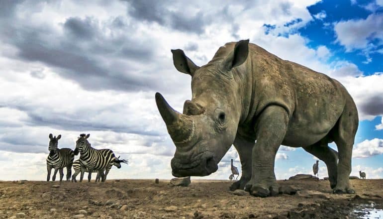 rhino with zebra in background