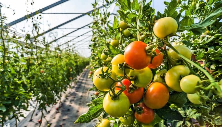 Red, green, and yellow tomatoes hang on a vine inside a greenhouse