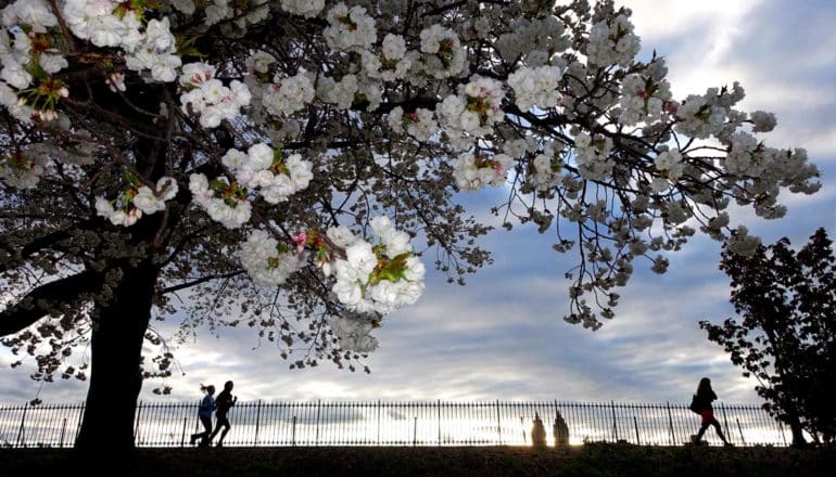 city trees bloom in foreground; joggers on city path in background