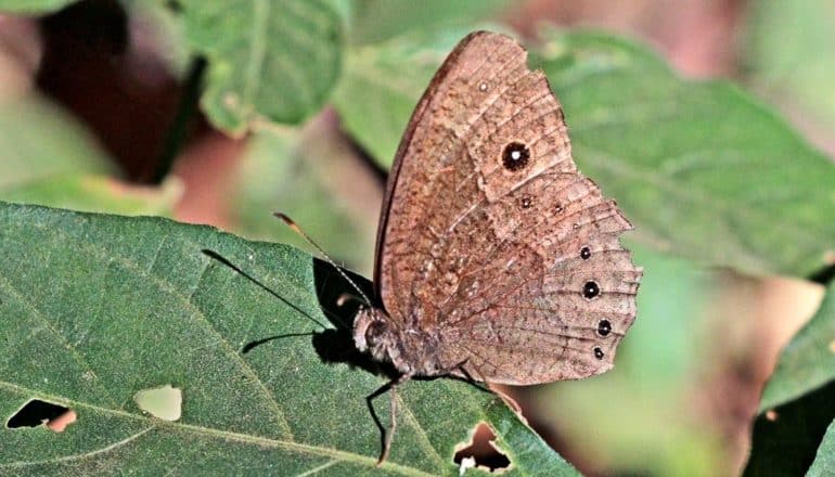 brown butterfly on leaf