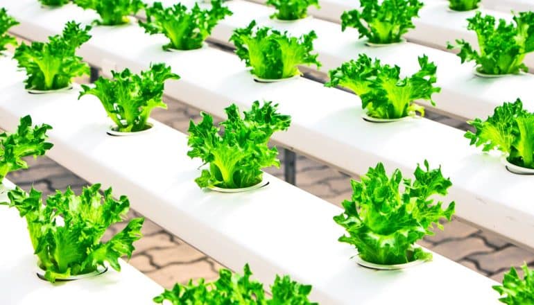 lettuce grows in long, white planters