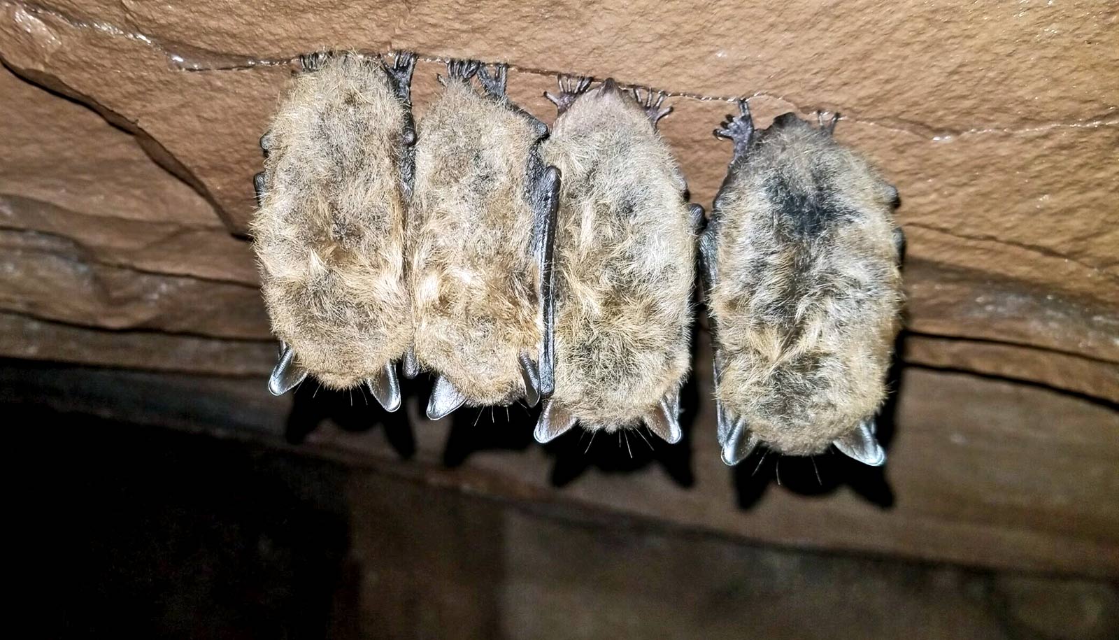 the backs of 4 little brown bats hanging upside down
