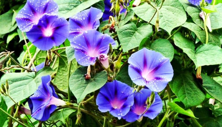 purple flowers on vines (resisting Roundup/glyphosate)