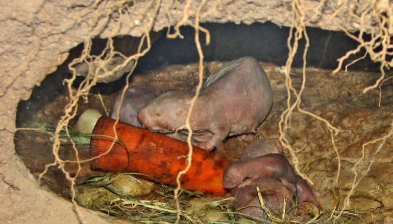 naked mole rat adult and babies with carrot in burrow