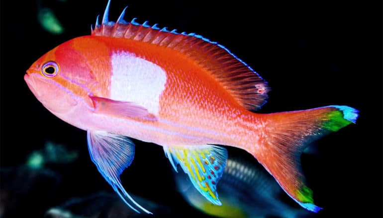 A bright red fish swims in a dark, almost black looking ocean