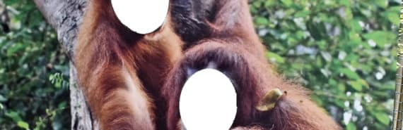 faces cut from image of two orangutans in tree
