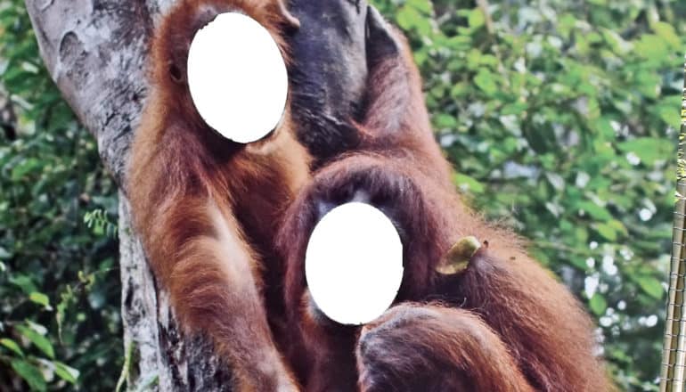 faces cut from image of two orangutans in tree