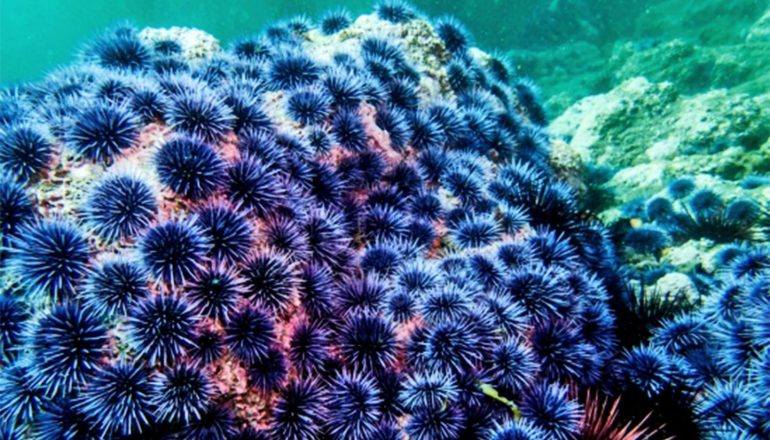 A huge number of dark blue and black sea urchins cover a rock under the ocean