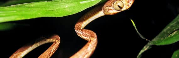 A thin brown snake peeks out from under a bright green leaf