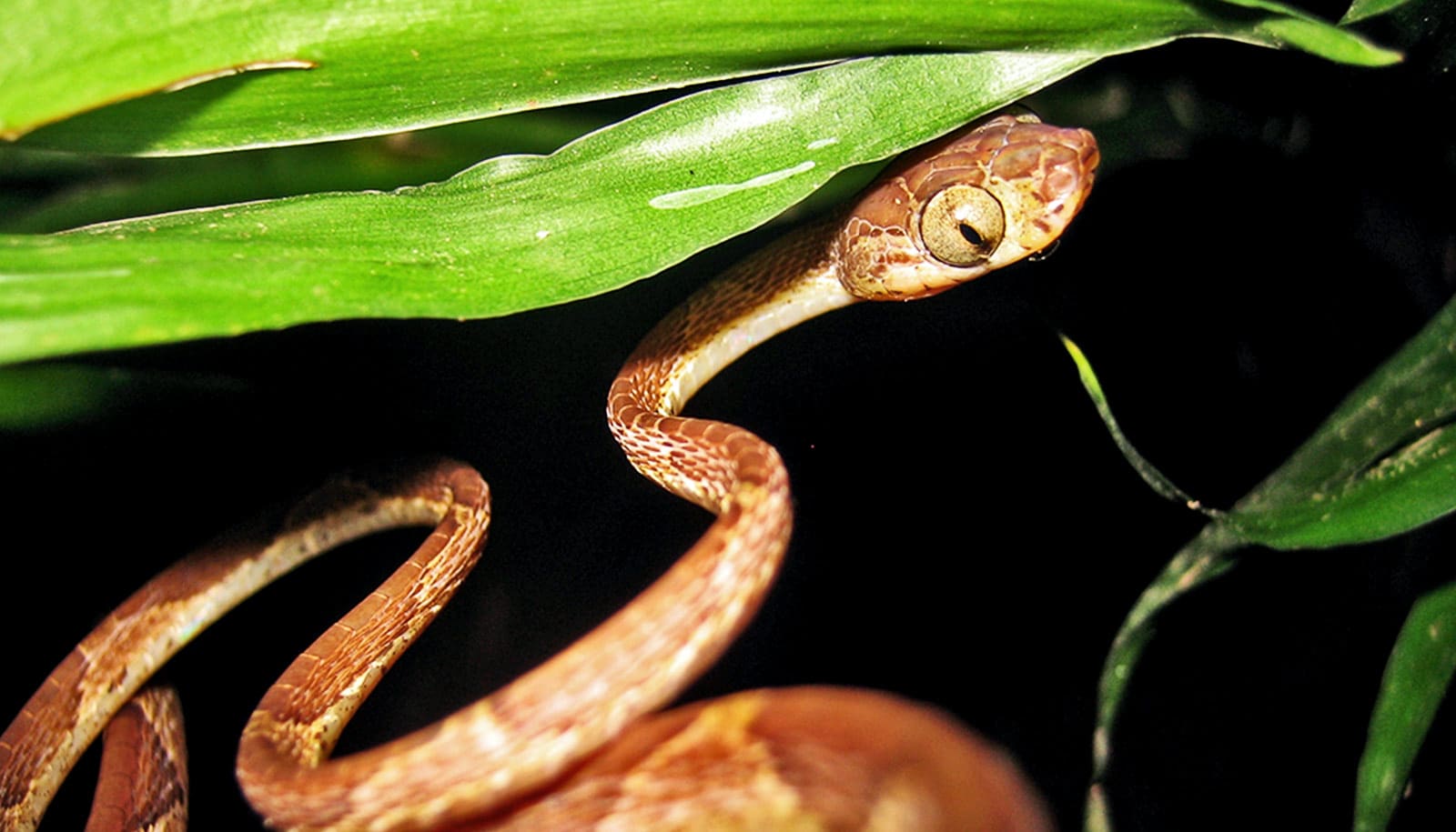 https://www.futurity.org/wp/wp-content/uploads/2020/02/snakes-biodiversity-crisis_1600.jpg