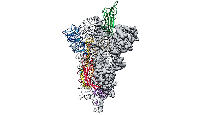 the 3D map of the coronavirus spike protein is tangles of gray with few strands highlighted in color