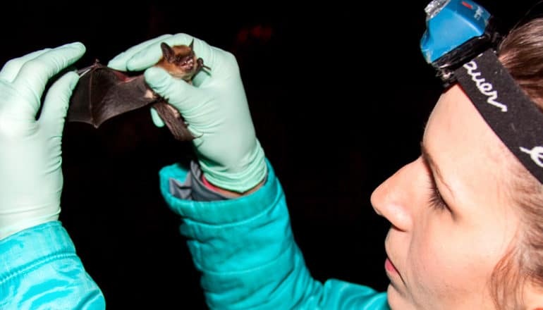 person with headlamp, coat, and gloves holds bat without white-nose syndrome and extends its wing