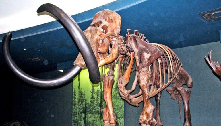 A skeleton of a woolly mammoth stands in a museum near a blue wall