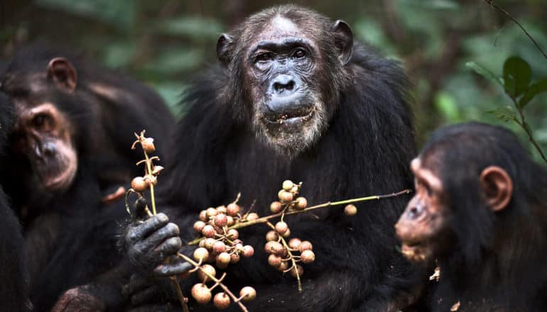 three chimps; the center, older chimp holds berries on stick, looks at camera