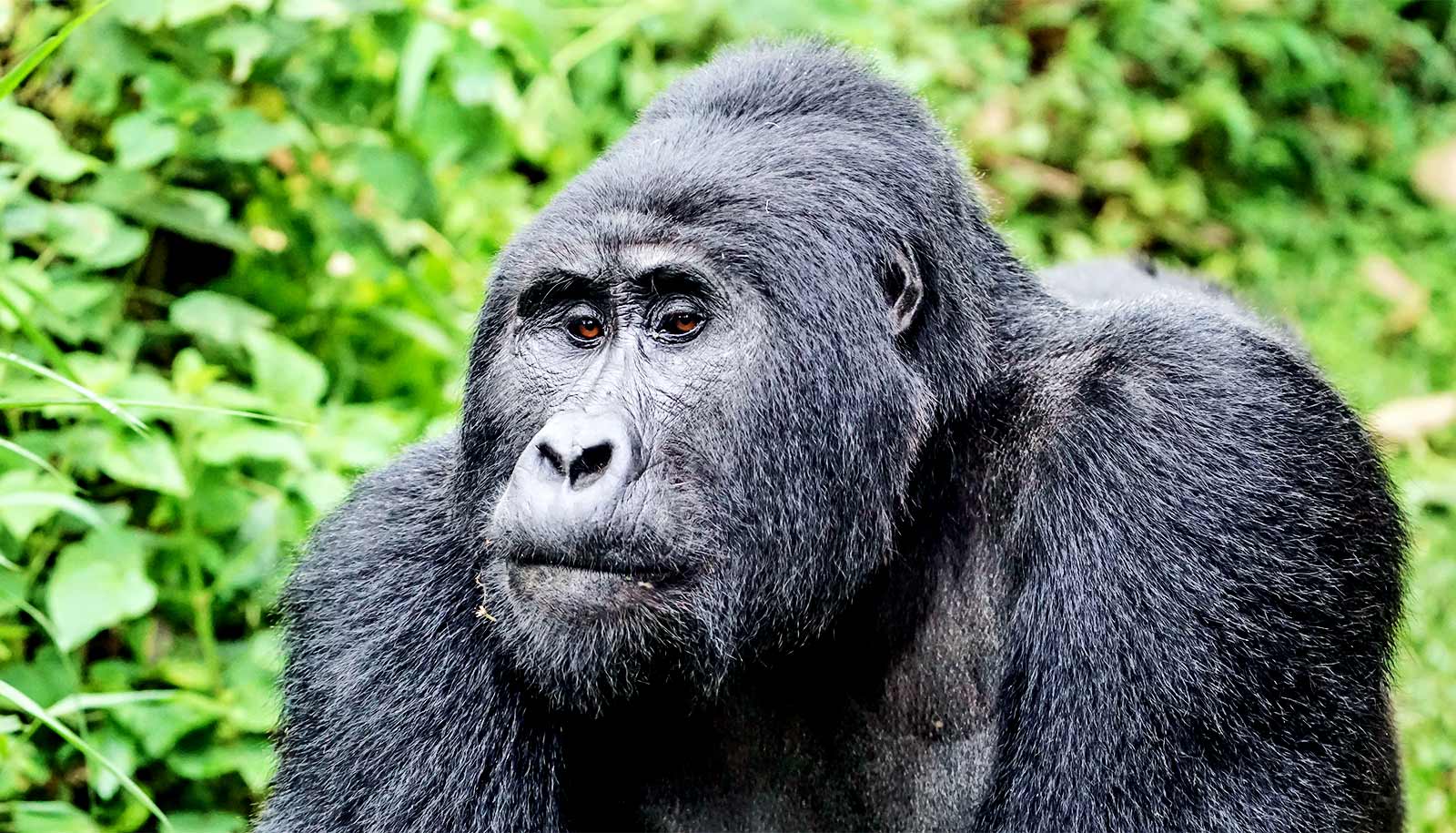 COVID 19 threatens endangered great apes  too Futurity