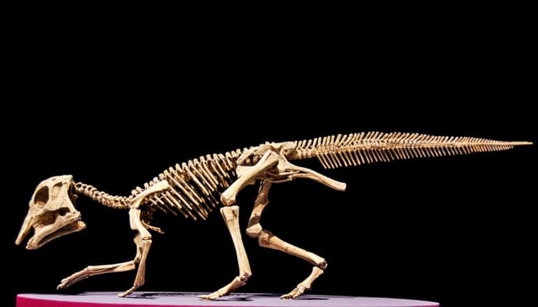 duckbilled dinosaur skeleton