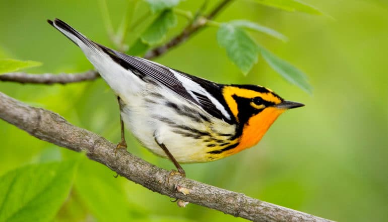 small bird with bright orange and black markings on head