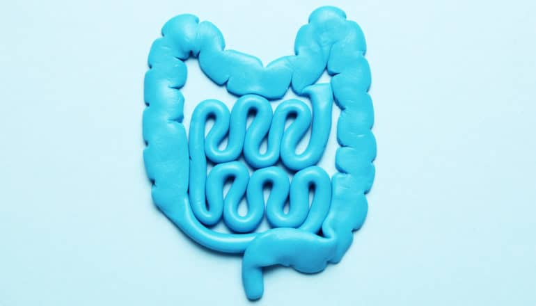 A digestive tract made from blue clay sits on a blue background