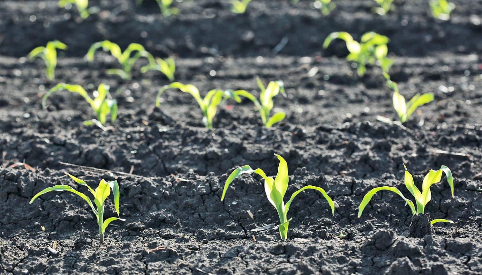 Great Facts New test is a better gauge of how much nitrogen corn needs